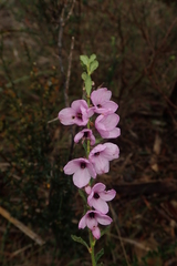 Tetratheca labillardierei