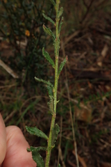 Tetratheca labillardierei