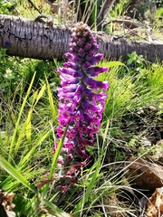 Lachenalia orchioides parviflora