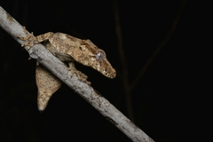 Rhacodactylus auriculatus