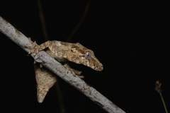 Rhacodactylus auriculatus