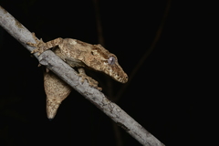 Rhacodactylus auriculatus