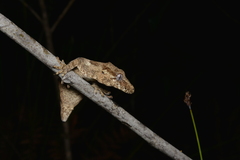 Rhacodactylus auriculatus