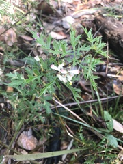 Petrophile diversifolia