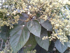 Heliocarpus