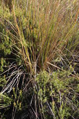Miscanthus ecklonii