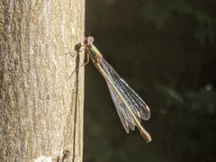 Chalcolestes viridis