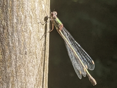 Chalcolestes viridis