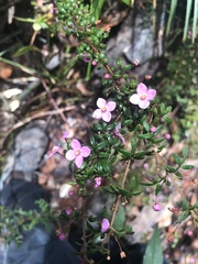 Boronia gracilipes
