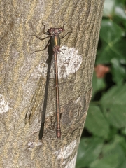 Chalcolestes viridis