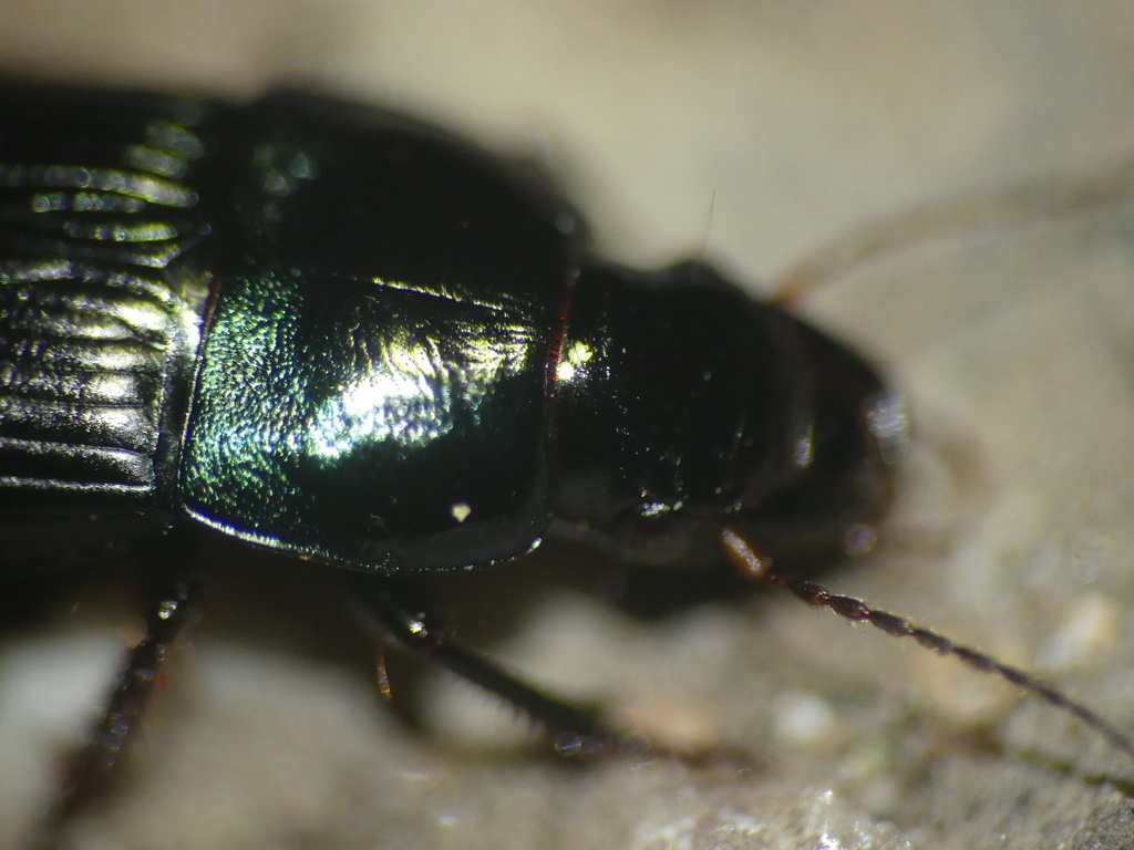 Harpalus dimidiatus
