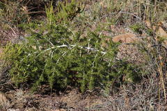 Asparagus microraphis