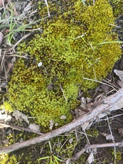 Didymodon torquatus