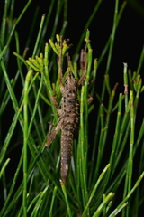 Canachus