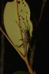 Canachus