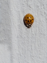 Harmonia axyridis