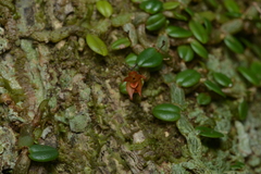 Porpax karikouyensis