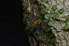 Porpax karikouyensis