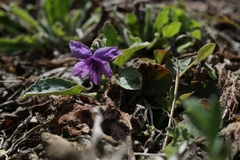Viola philippica
