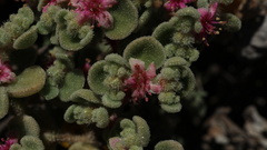Aizoon dregeanum