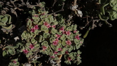 Aizoon dregeanum