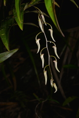 Dendrobium fractiflexum