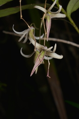 Dendrobium fractiflexum