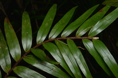 Dendrobium fractiflexum