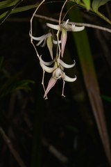 Dendrobium fractiflexum