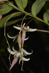 Dendrobium fractiflexum