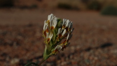 Hebenstretia parviflora