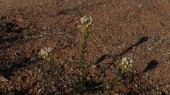 Hebenstretia parviflora