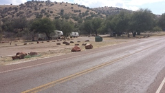 Odocoileus hemionus eremicus