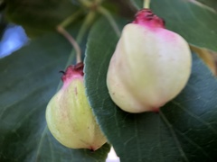 Euonymus carnosus