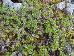 Salix tschuktschorum
