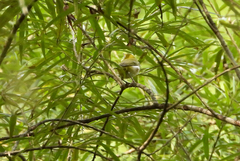 Zosterops erythropleurus