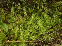 Isopterygiopsis muelleriana