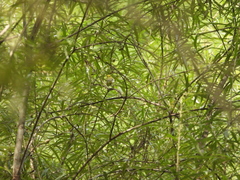 Zosterops erythropleurus