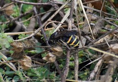 Nomia nortoni nortoni