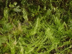 Isopterygiopsis muelleriana