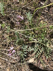 Astragalus cibarius