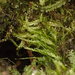 Mueller's Silk-Moss - Photo (c) Stefan Gey, some rights reserved (CC BY-NC), uploaded by Stefan Gey