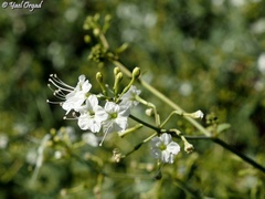 Commicarpus plumbagineus