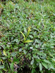 Platanthera tipuloides