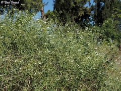 Commicarpus plumbagineus