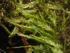 Isopterygiopsis muelleriana