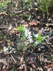 Crowea angustifolia