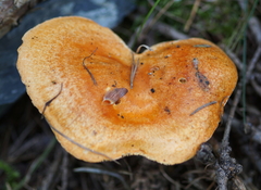 Lactarius porniniae