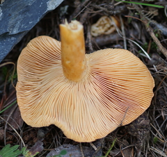 Lactarius porniniae