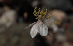 Hypertelis spergulacea